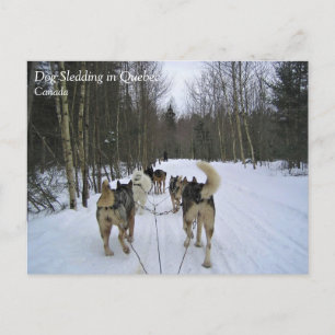 Dog Sledding in Quebec, Canada Briefkaart