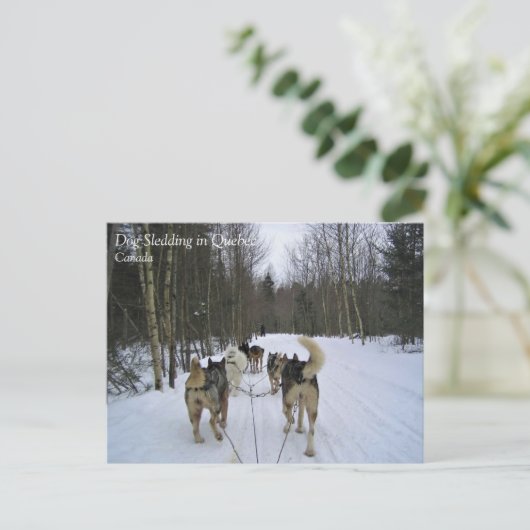 Dog Sledding in Quebec, Canada Briefkaart (Staand voorkant)