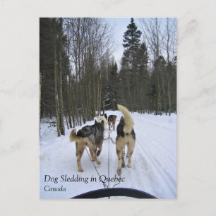 Dog Sledding in Quebec, Canada Briefkaart