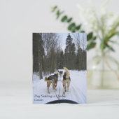 Dog Sledding in Quebec, Canada Briefkaart (Staand voorkant)