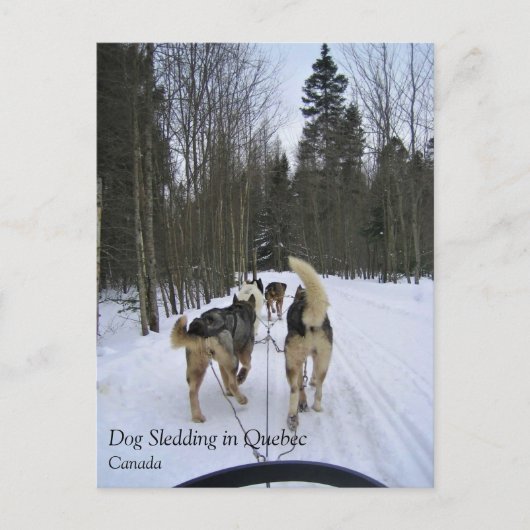 Dog Sledding in Quebec, Canada Briefkaart (Voorkant)