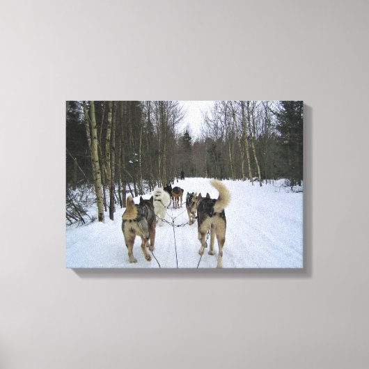 Dog Sledding in Quebec, Canada Canvas Afdruk (Voorkant)