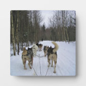 Dog Sledding in Quebec, Canada Fotoplaat (Voorkant)