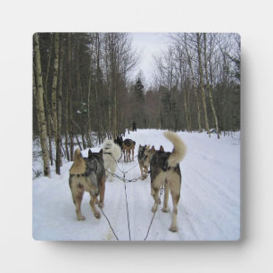 Dog Sledding in Quebec, Canada Fotoplaat