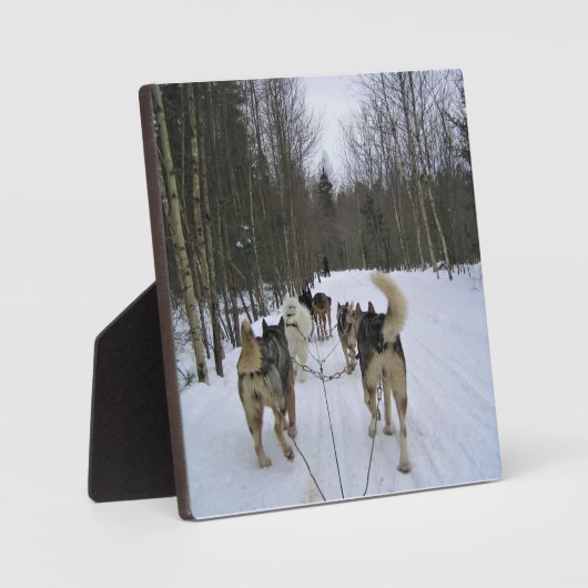 Dog Sledding in Quebec, Canada Fotoplaat (Voorkant)