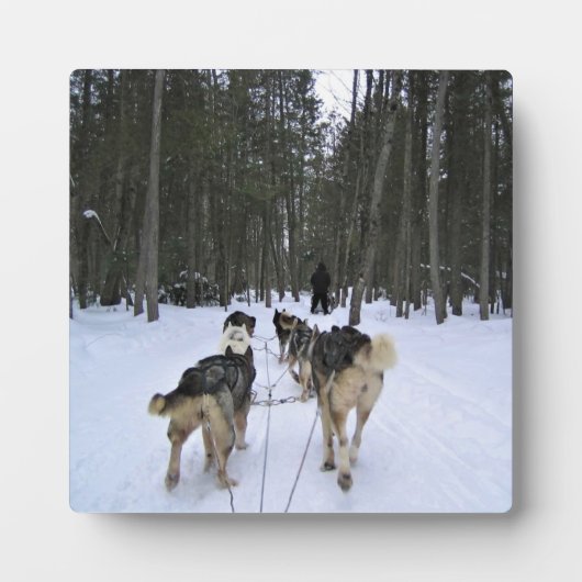 Dog Sledding in Quebec, Canada Fotoplaat (Voorkant)