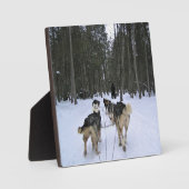 Dog Sledding in Quebec, Canada Fotoplaat (Voorkant)