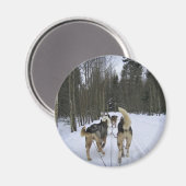 Dog Sledding in Quebec, Canada Magneet (Voorkant / Achterkant)