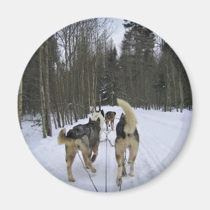 Dog Sledding in Quebec, Canada Magneet