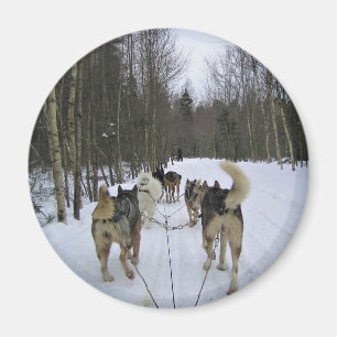 Dog Sledding in Quebec, Canada Magneet