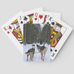 Dog Sledding in Quebec, Canada Pokerkaarten
