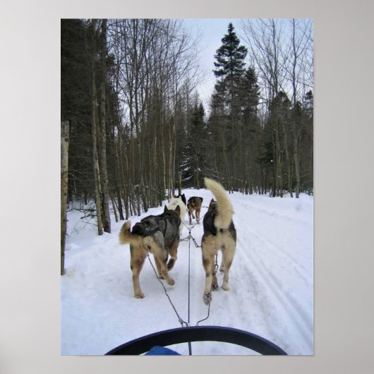 Dog Sledding in Quebec, Canada Poster (Voorkant)