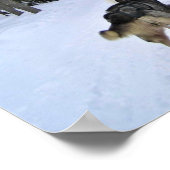 Dog Sledding in Quebec, Canada Poster (Hoek)