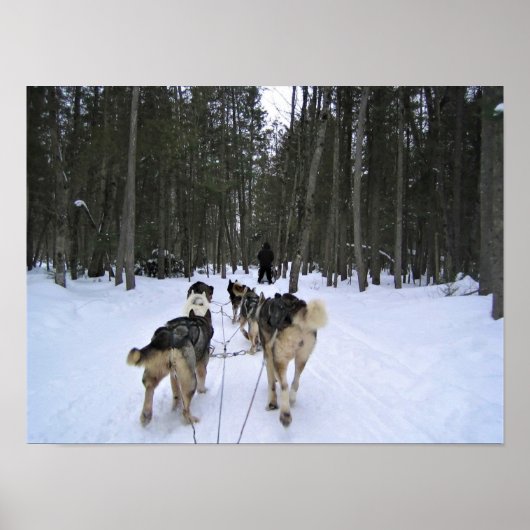Dog Sledding in Quebec, Canada Poster (Voorkant)