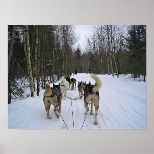 Dog Sledding in Quebec, Canada Poster (Voorkant)