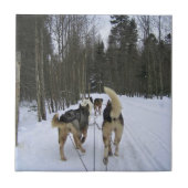 Dog Sledding in Quebec, Canada Tegeltje (Voorkant)