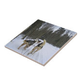 Dog Sledding in Quebec, Canada Tegeltje (Zijkant)