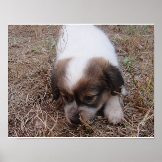 Dog Snap Poster (Voorkant)