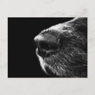 Dog Sniffer Briefkaart