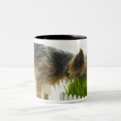 Dog snuffelend burentuin neergeschoten in studio tweekleurige koffiemok (Center)