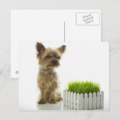 Dog snuift buren tuin briefkaart (Voorkant / Achterkant)