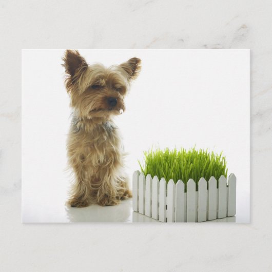 Dog snuift buren tuin briefkaart (Voorkant)