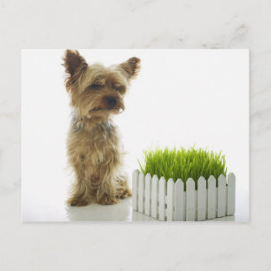 Dog snuift buren tuin briefkaart
