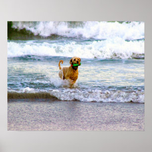 Dog Spelen in oceaan Poster
