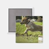 Dog springt in een vijver magneet (Voorkant / Achterkant)