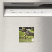 Dog springt in een vijver magneet (Insitu (Vaatwasser))