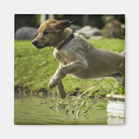 Dog springt in een vijver magneet (Voorkant)