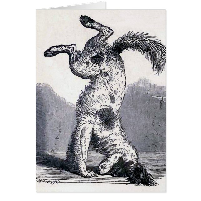 "Dog staat op zijn hoofd" (Voorkant)