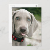 Dog sticker tong uit briefkaart (Voorkant / Achterkant)