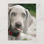 Dog sticker tong uit briefkaart (Voorkant)