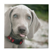 Dog sticker tong uit tegeltje (Voorkant)