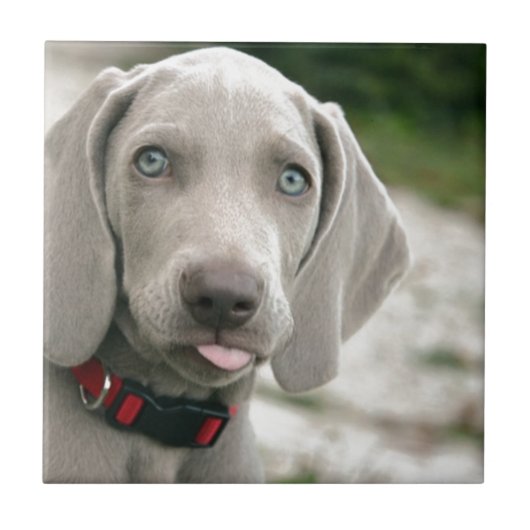 Dog sticker tong uit tegeltje (Voorkant)