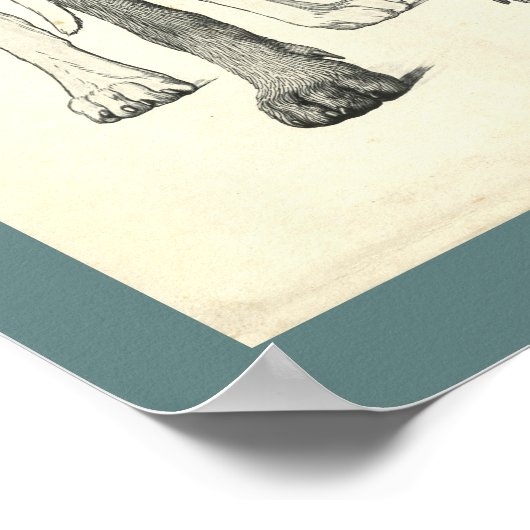 Dog Surface Topography Veterinary Anatomy Print (Hoek)