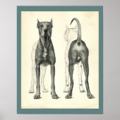 Dog Surface Topography Veterinary Anatomy Print (Voorkant)