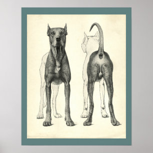 Dog Surface Topography Veterinary Anatomy Print
