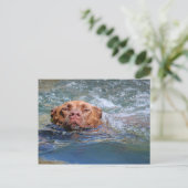 Dog Swimming Briefkaart (Staand voorkant)