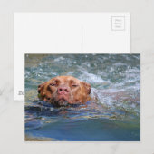 Dog Swimming Briefkaart (Voorkant / Achterkant)