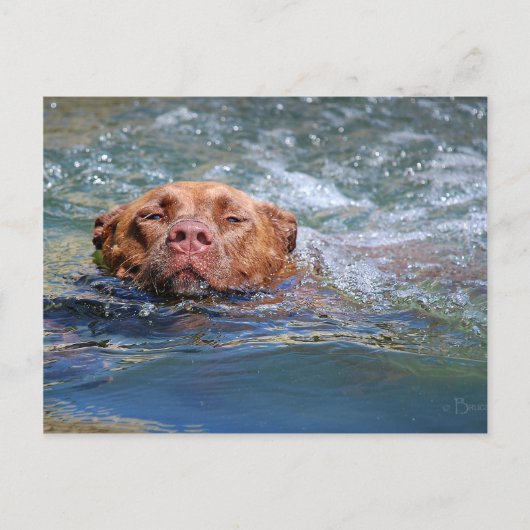 Dog Swimming Briefkaart (Voorkant)