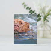 Dog Swimming Briefkaart (Staand voorkant)