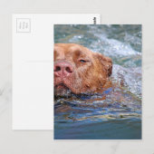 Dog Swimming Briefkaart (Voorkant / Achterkant)