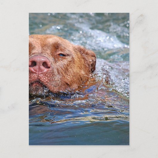 Dog Swimming Briefkaart (Voorkant)