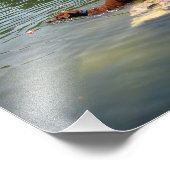 Dog Swimming Ladybird Lake - Downtown Austin Texas Foto Afdruk (Hoek)