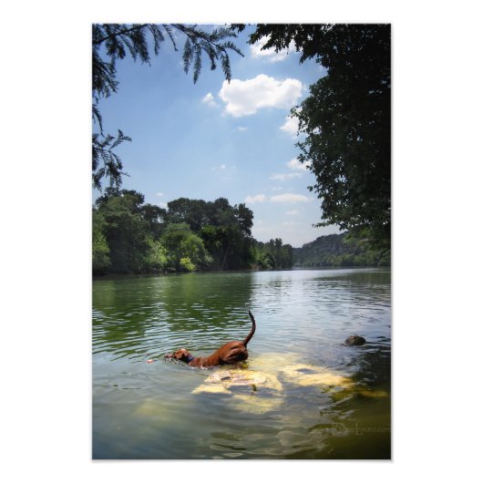 Dog Swimming Ladybird Lake - Downtown Austin Texas Foto Afdruk (Voorkant)