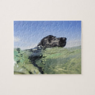 Dog Swimming Legpuzzel