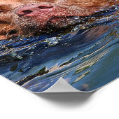 Dog Swimming Poster (Hoek)