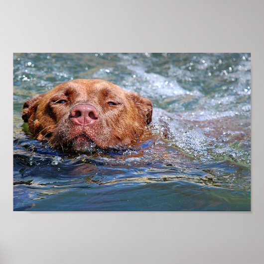 Dog Swimming Poster (Voorkant)